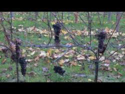 Vendemmia Tardiva 09